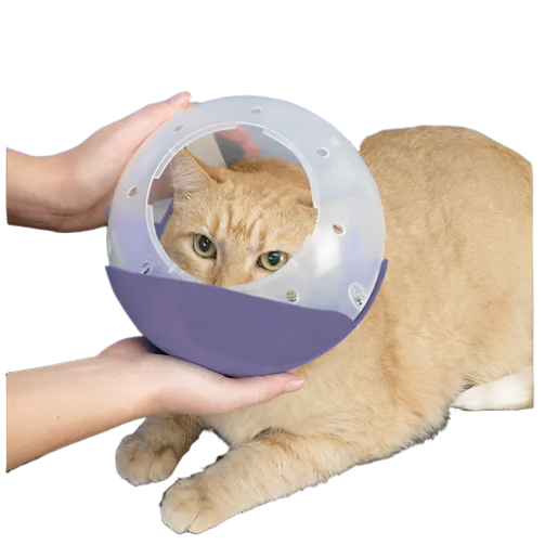 cat-and-flat-face-dog-air-muzzle